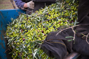velocizzare raccolta olive